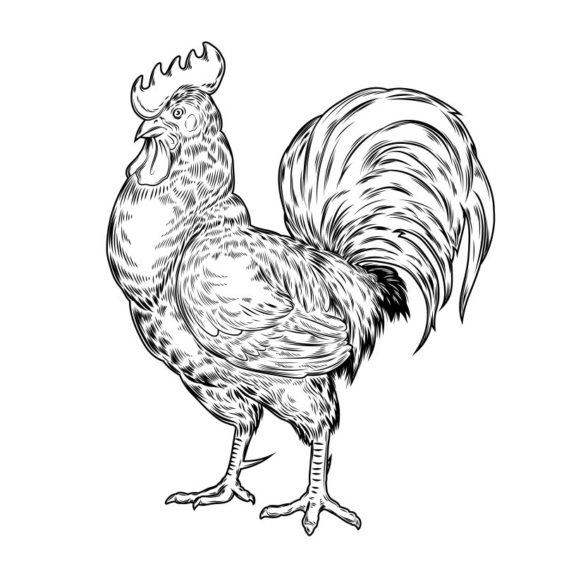 矢量的手绘公鸡插图
