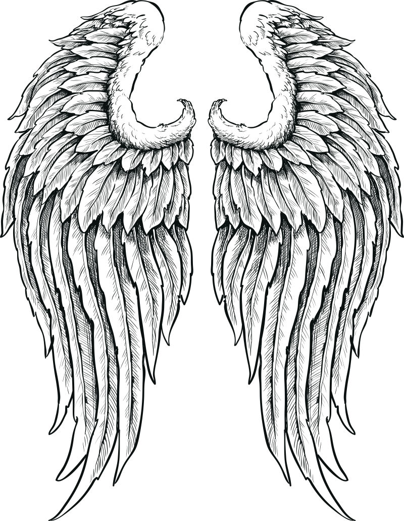 翅膀线描画图片