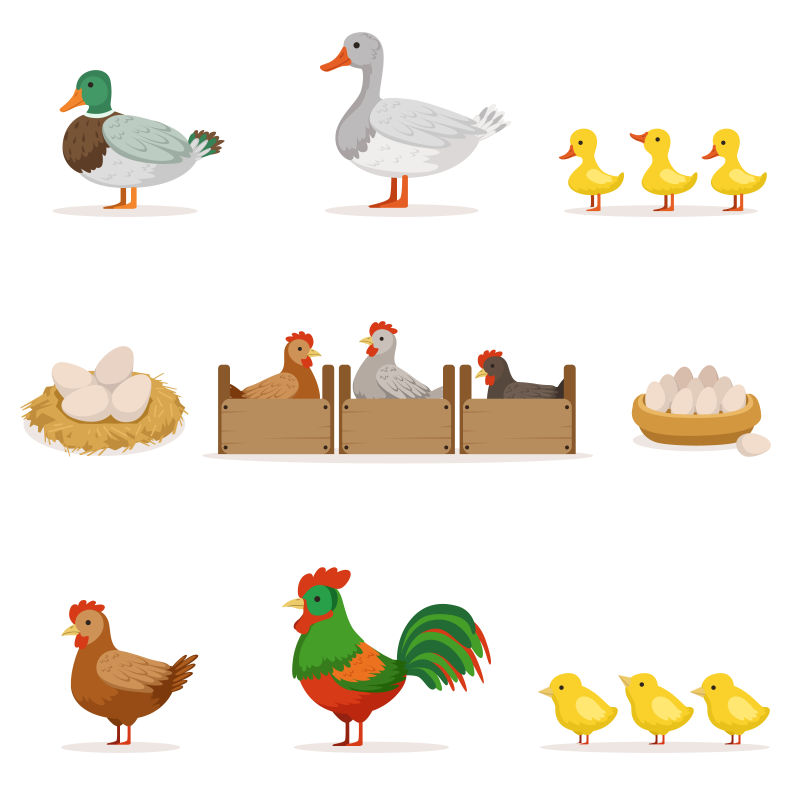 为肉食和产卵而饲养的家禽有机养殖系列动物矢量图