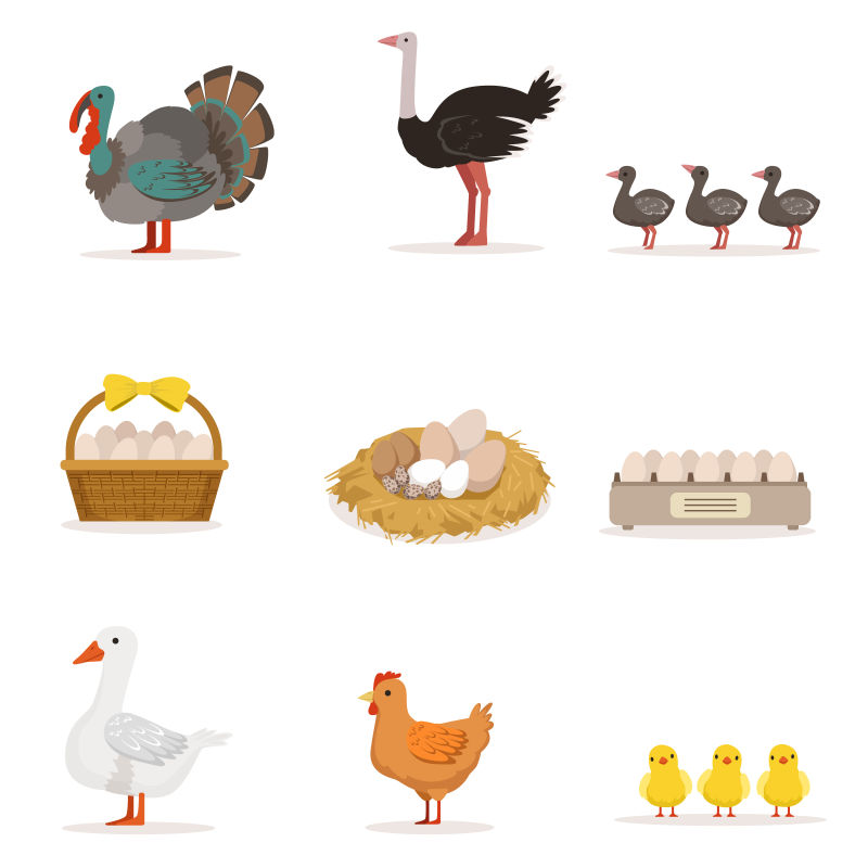 为肉食和产卵而饲养的家禽有机养殖动物矢量图集