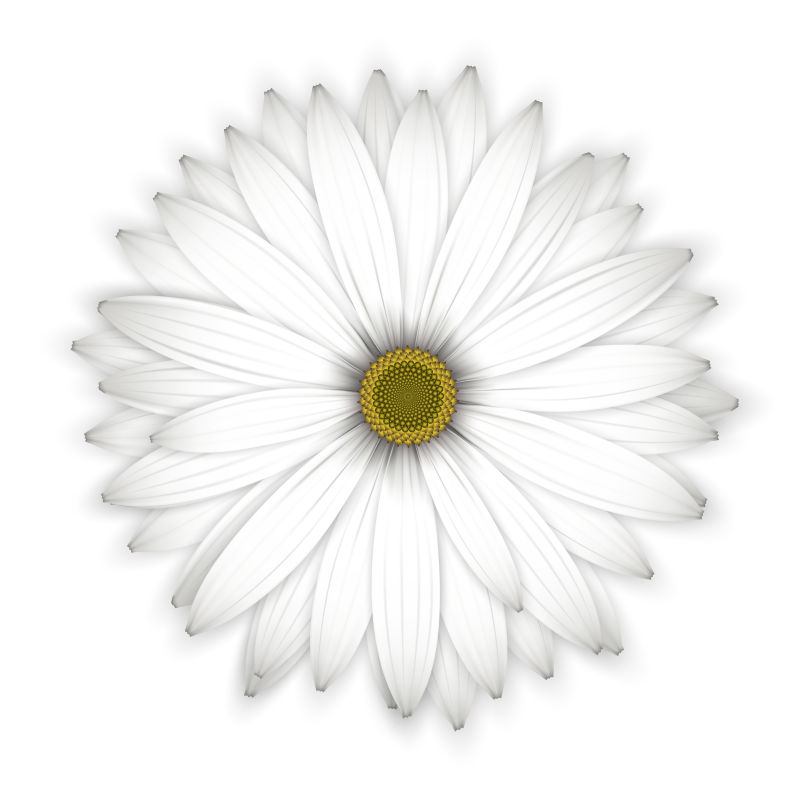 创意矢量白色雏菊设计