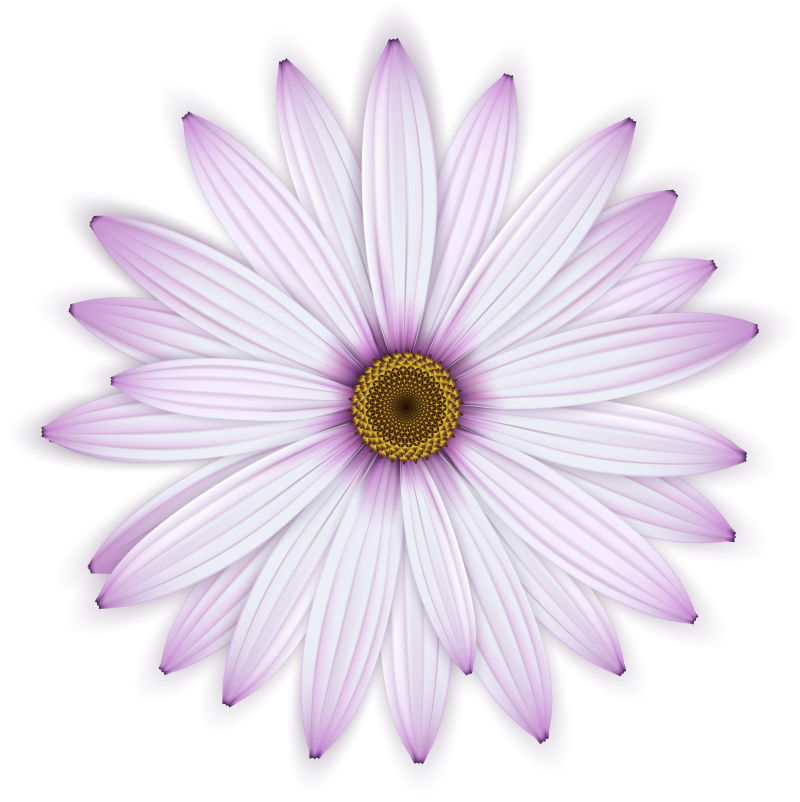 矢量一朵紫色雏菊设计