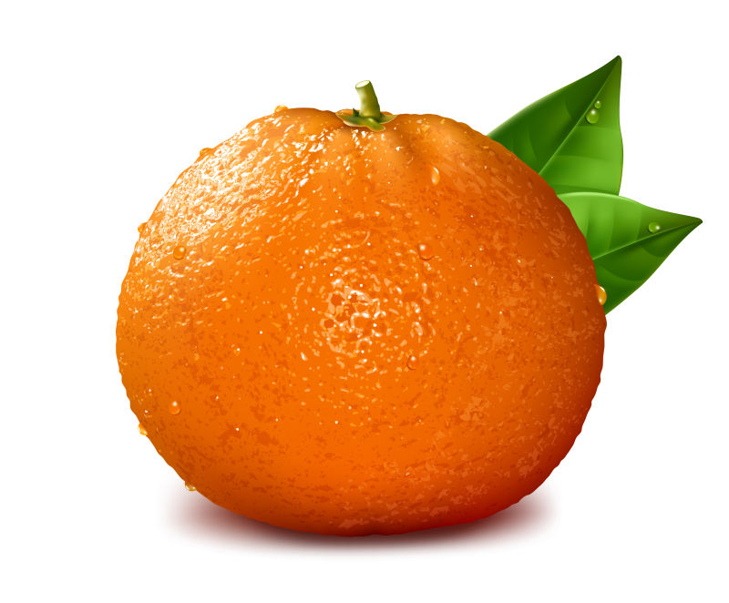 创意矢量逼真的橙子插图