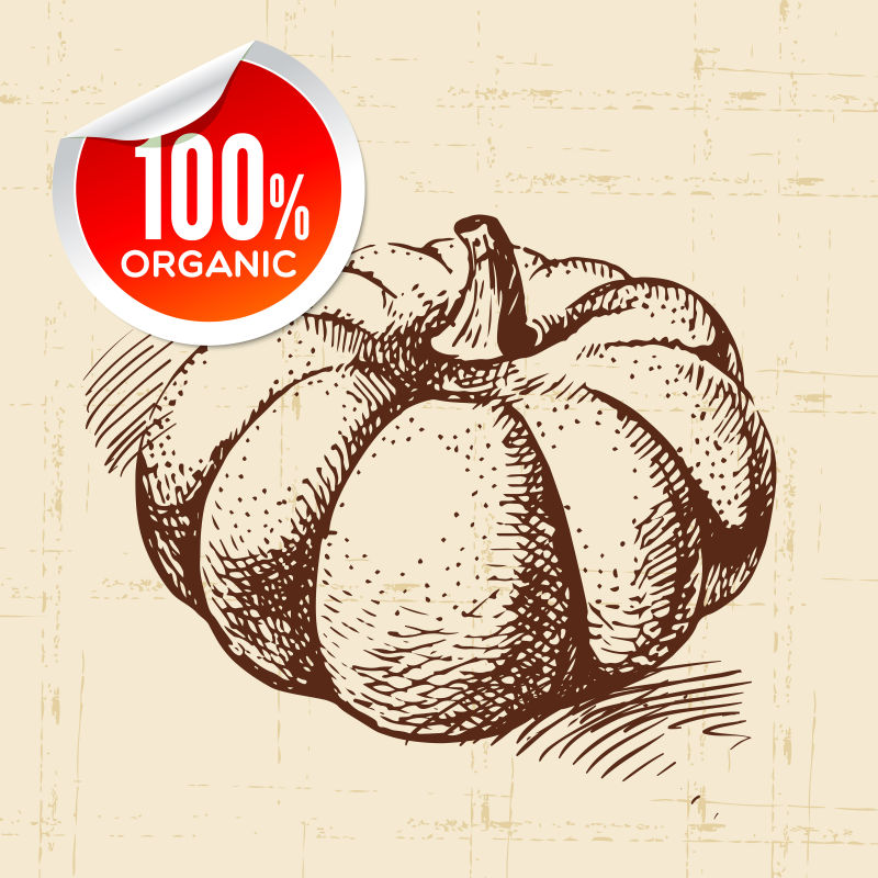 手绘南瓜插图矢量设计