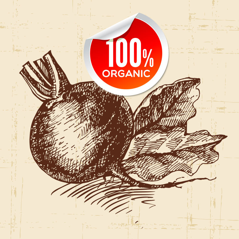 手绘甜菜矢量插图