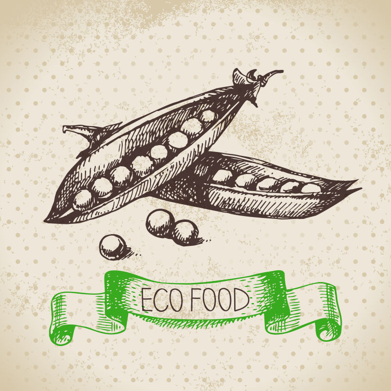 矢量的手绘豌豆插图设计