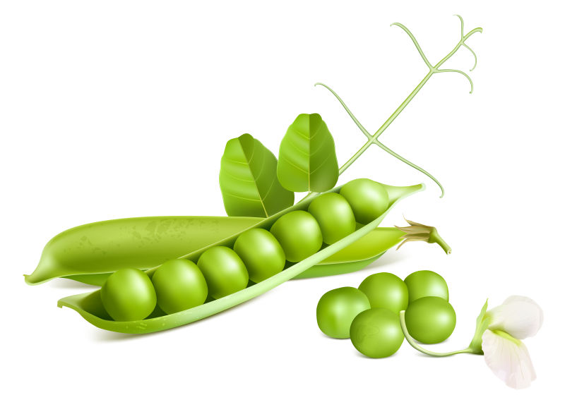 创意矢量剥开的绿色豌豆设计