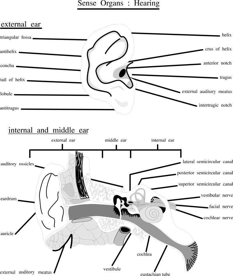 矢量的人类耳朵插图