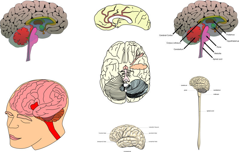人体脑部插图矢量设计