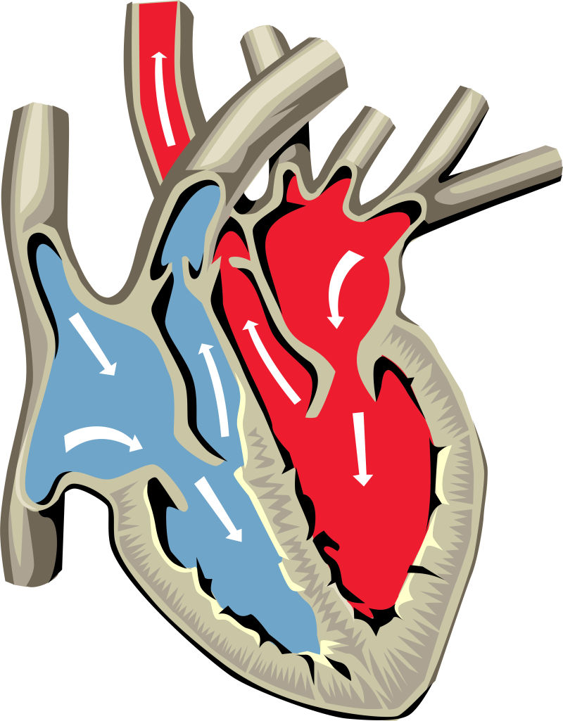人类心脏解剖图矢量设计