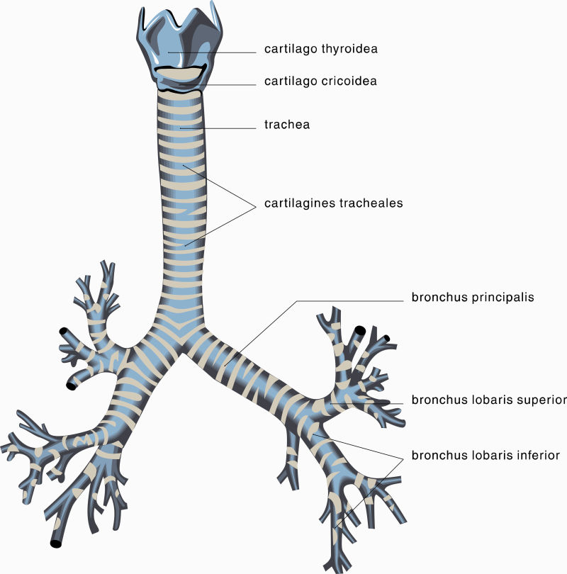 Рисунок трахеи человека