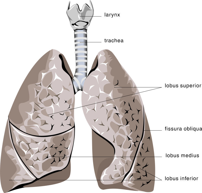 矢量的人类肺部信息插图