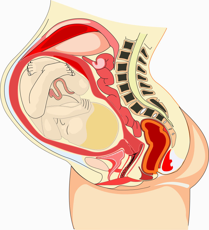 怀孕的妇女解剖图矢量设计