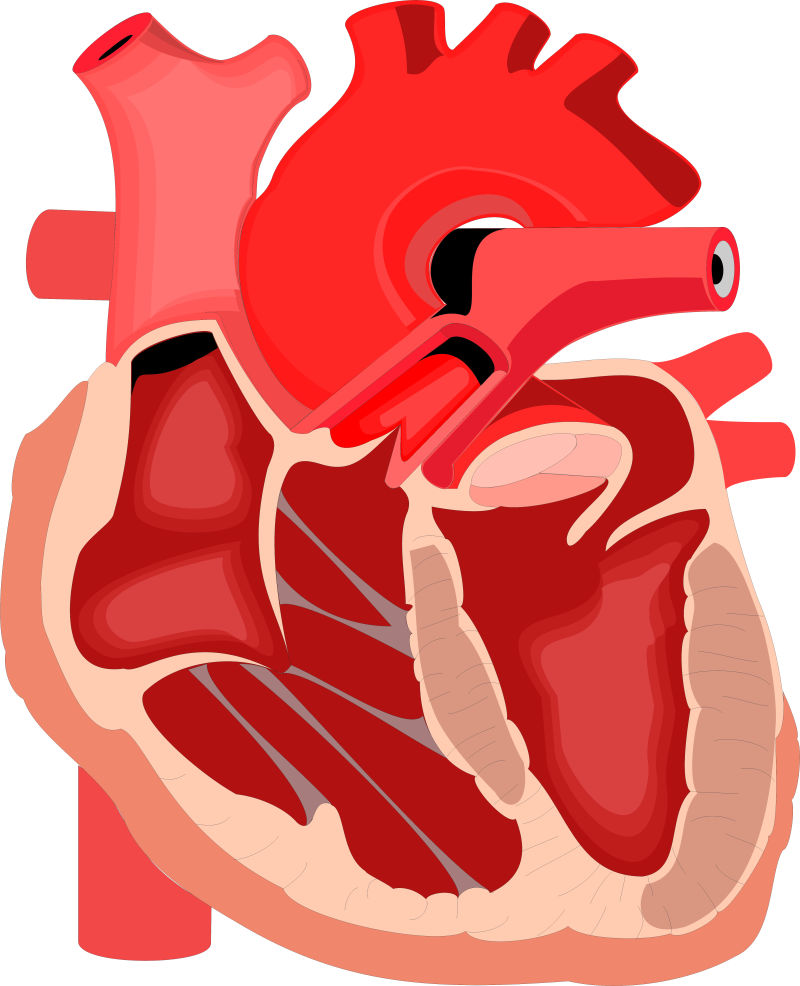 矢量的人类心脏