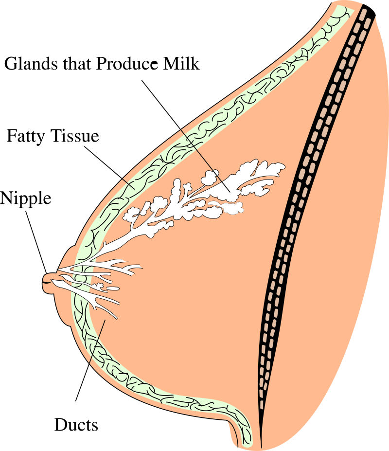 女性乳房矢量图图片