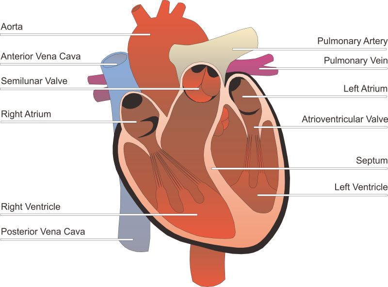 人类心脏信息插图矢量设计