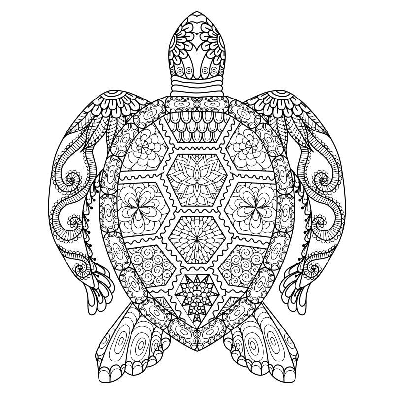 矢量的手绘乌龟插图