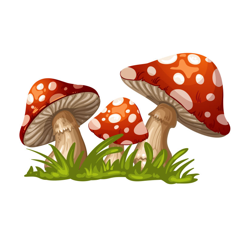 矢量的红色蘑菇插图