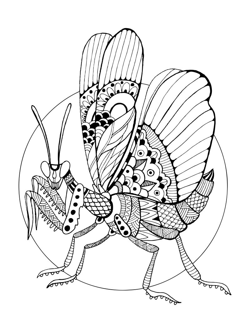 螳螂的线描画图片