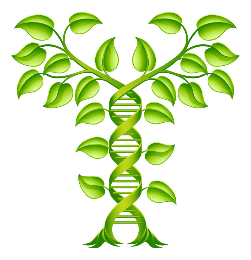 抽象矢量现代绿叶植物dna标志设计