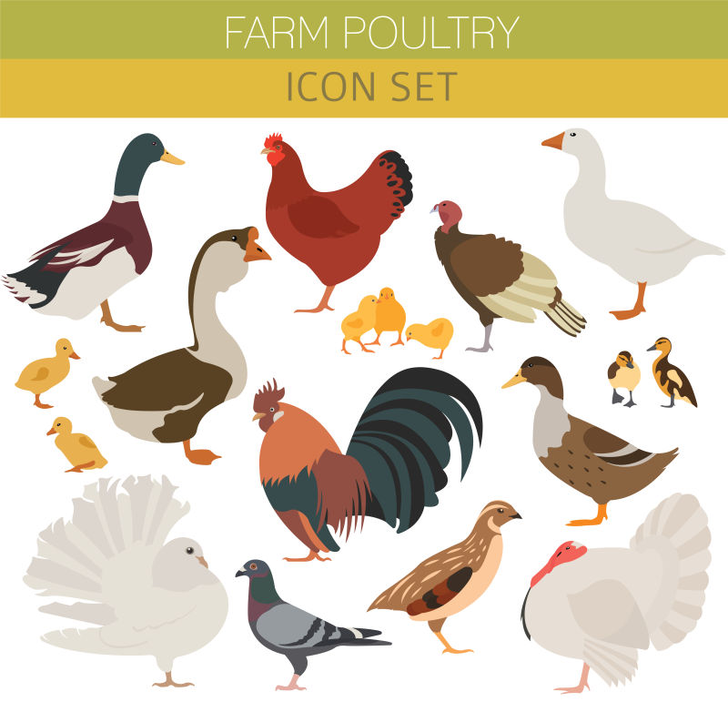 矢量孤立的各式家禽