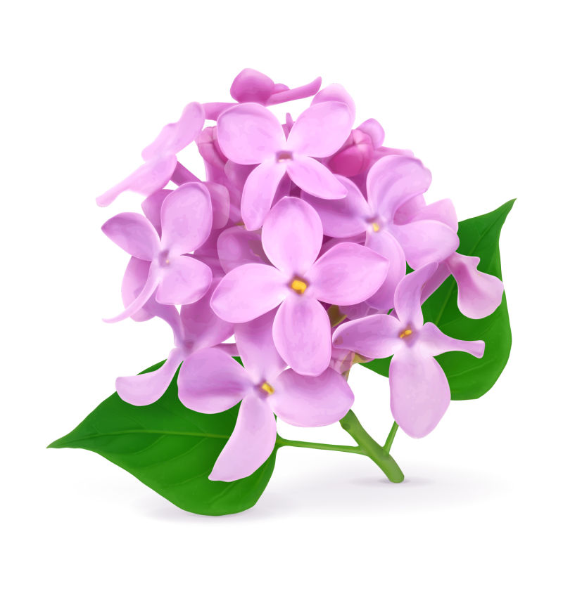 抽象矢量丁香花设计