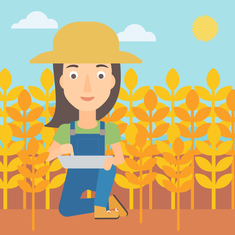 创意矢量在麦田里研究的女农夫插图