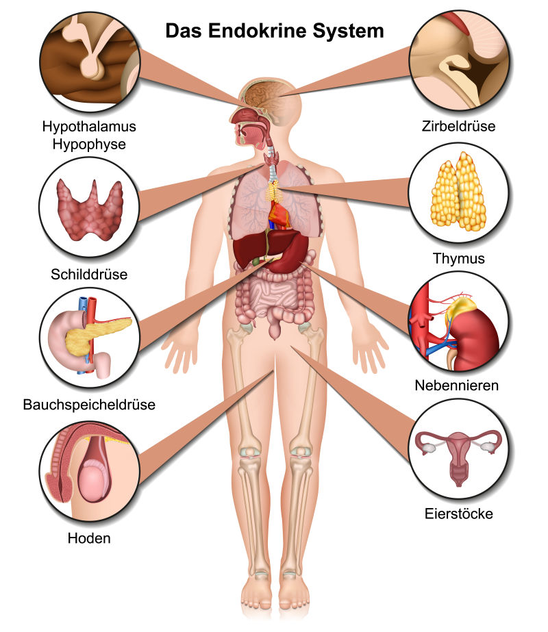 抽象矢量人体解刨概念插图
