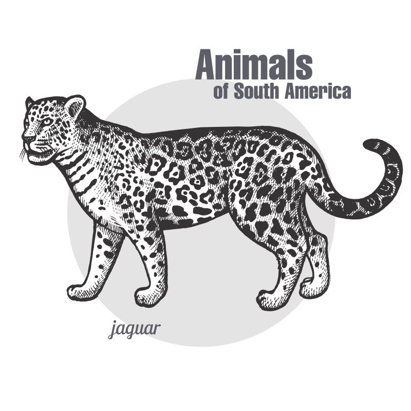 抽象矢量美洲虎手绘插图设计