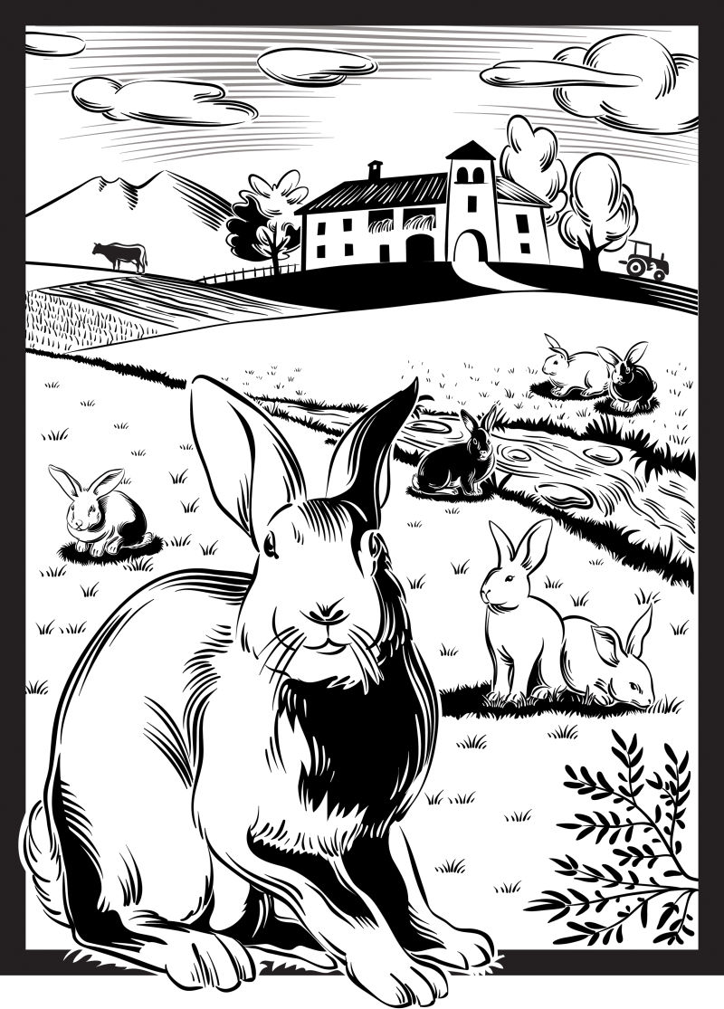 创意矢量农场里养的兔子插图