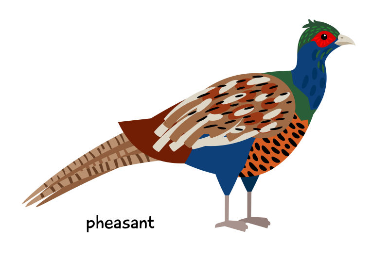 矢量彩色的野鸡