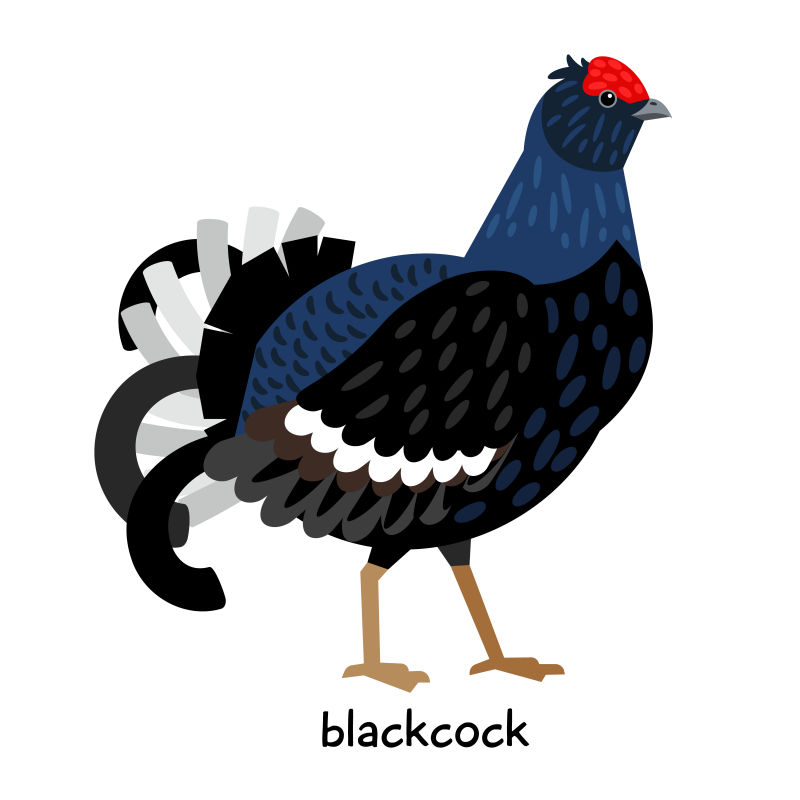 矢量黑色雄松鸡