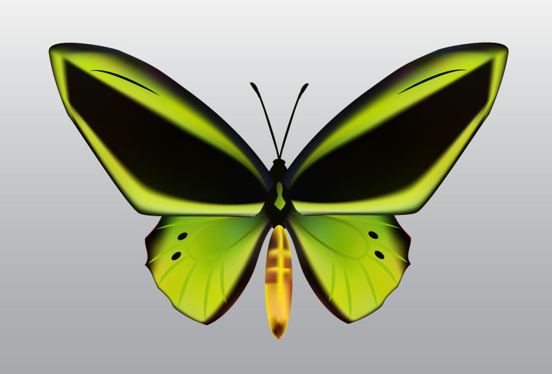 矢量绿色蝴蝶设计