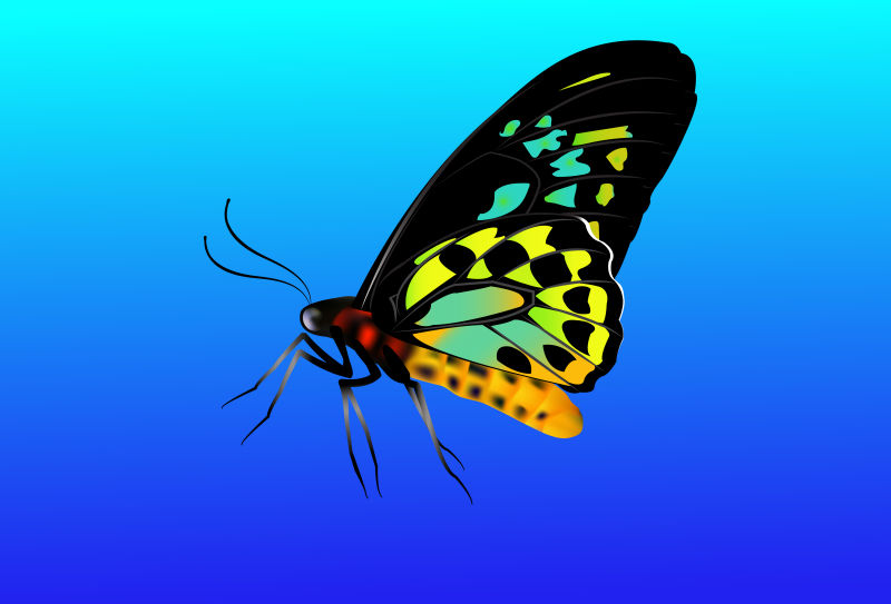 创意矢量现代蝴蝶装饰设计