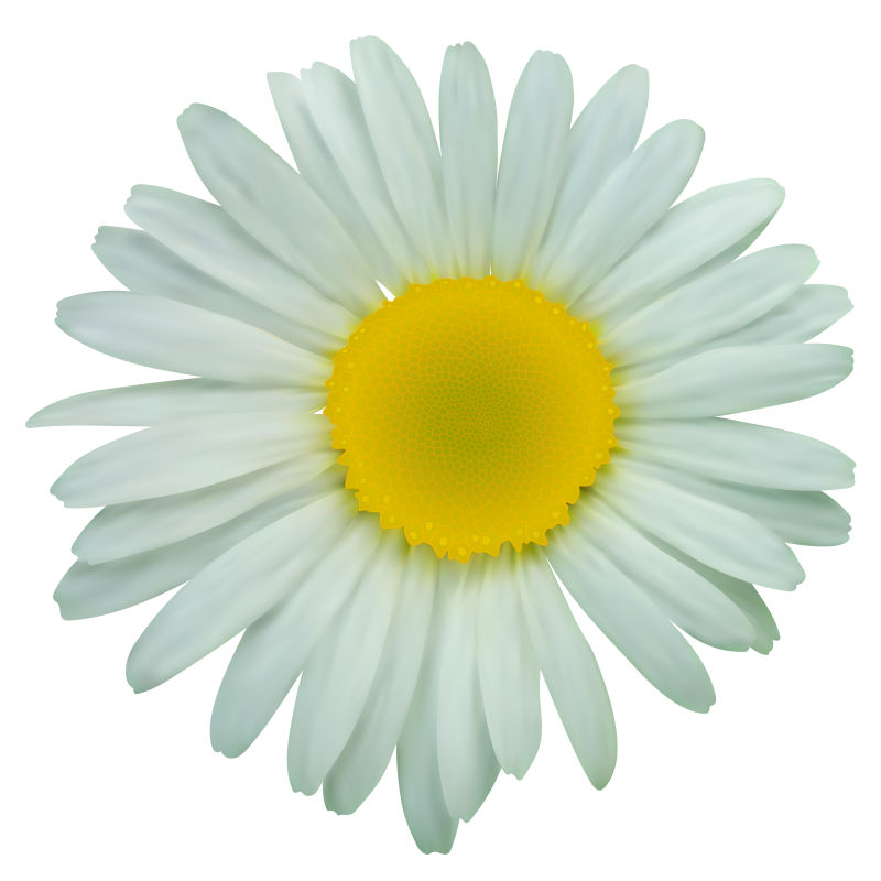 创意矢量雏菊设计