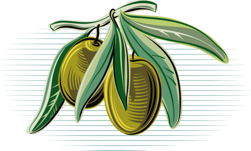 矢量手绘橄榄创意插图