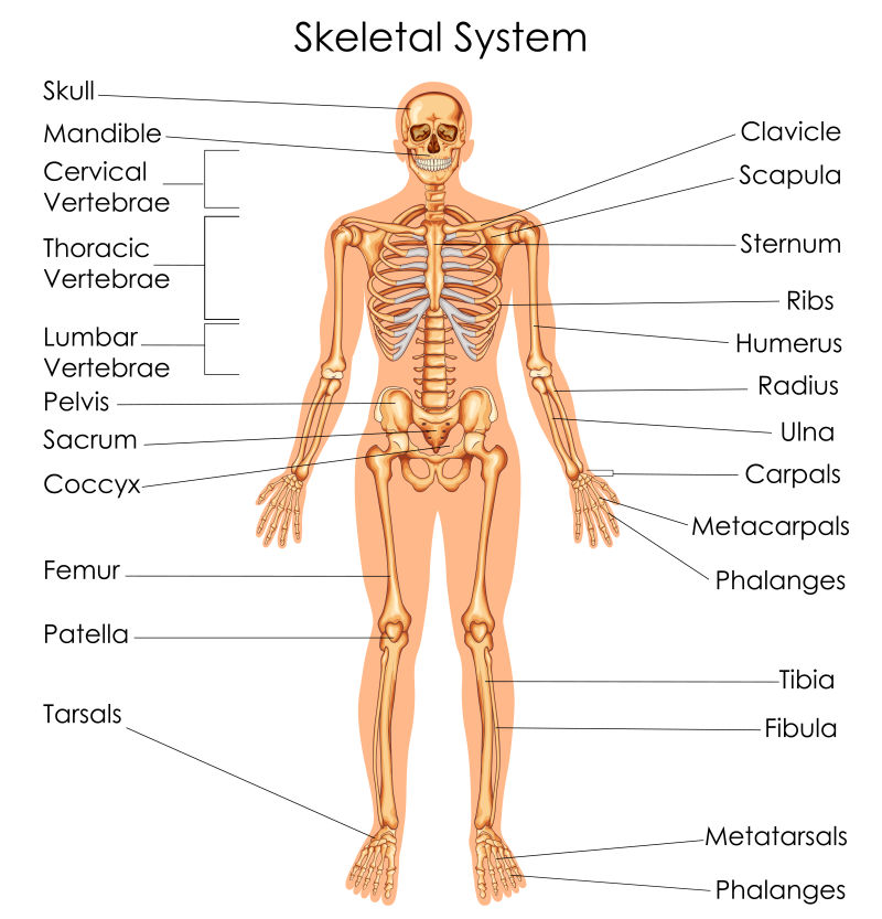 人体骨头分布图器官图片