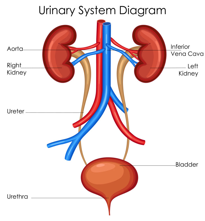 泌尿系统组成简笔画图片