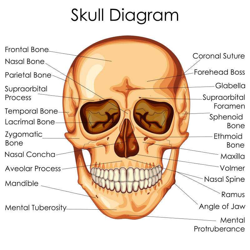 矢量人体颅骨医学教育图