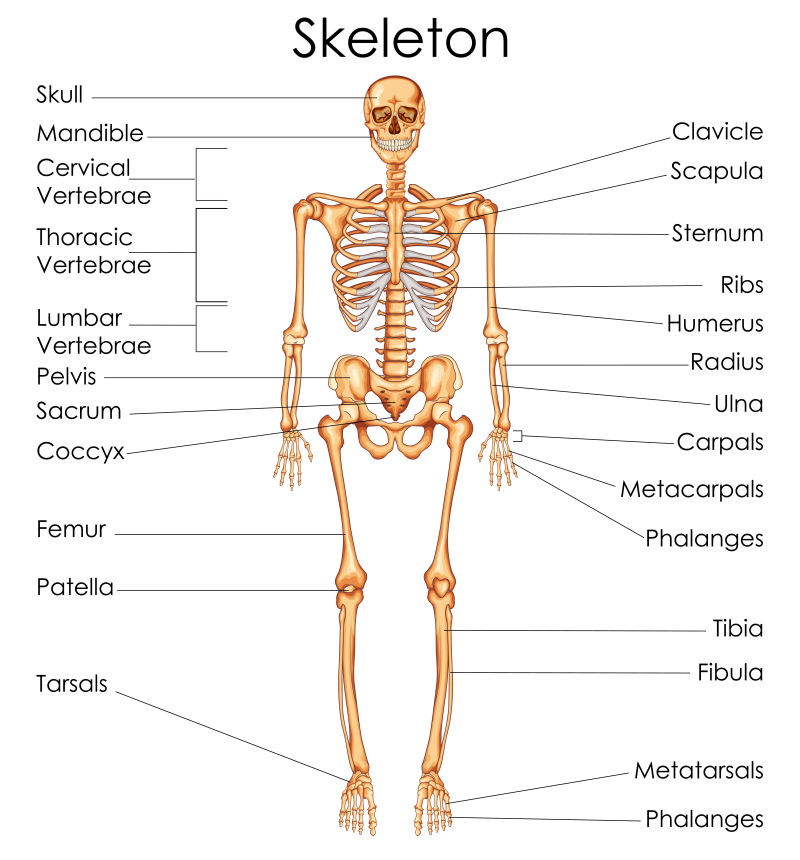 骨骼医学教育图图片 矢量人体骨骼医学教育图素材 高清图片 摄影照片 寻图免费打包下载