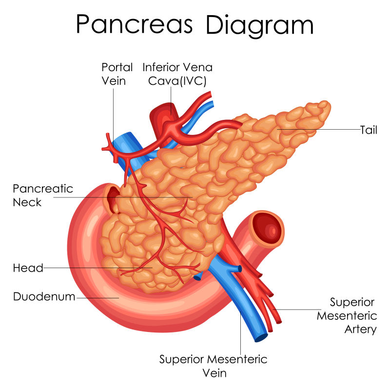 矢量人体胰腺医学教育图