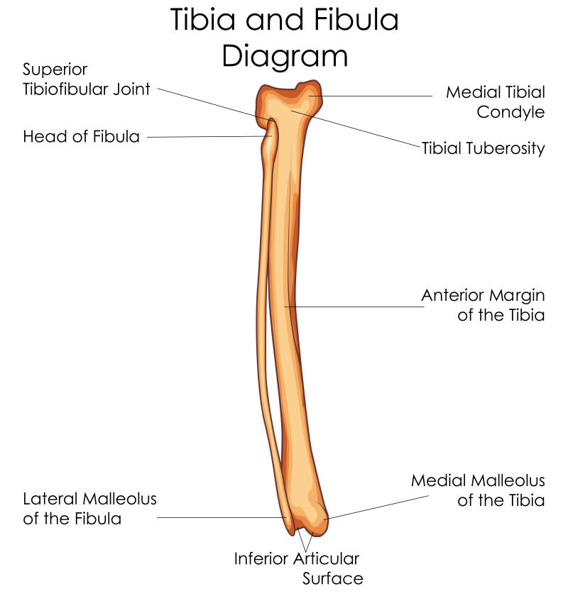 矢量人体胫腓骨医学教育图