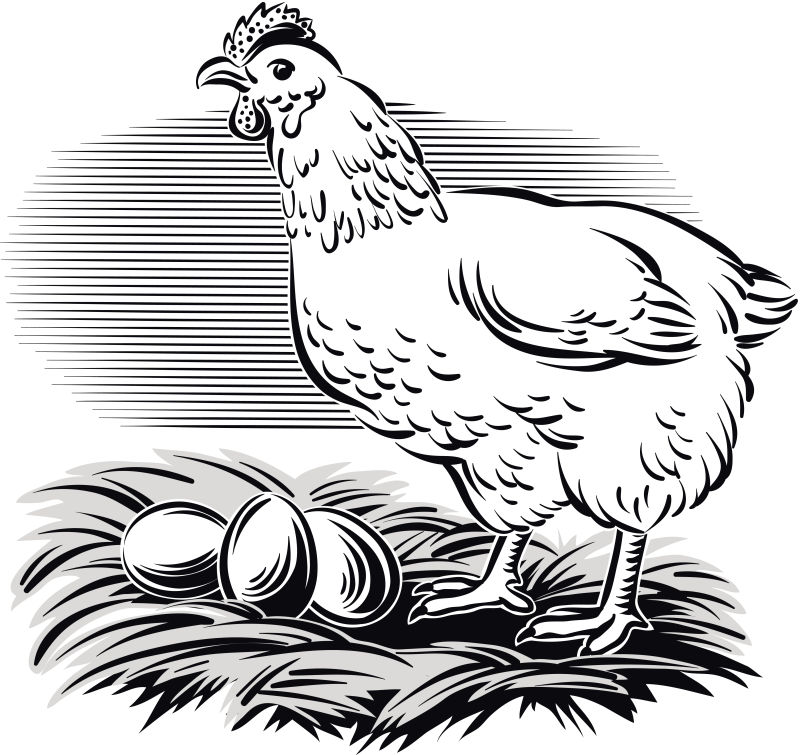 矢量创意卡通公鸡平面插图