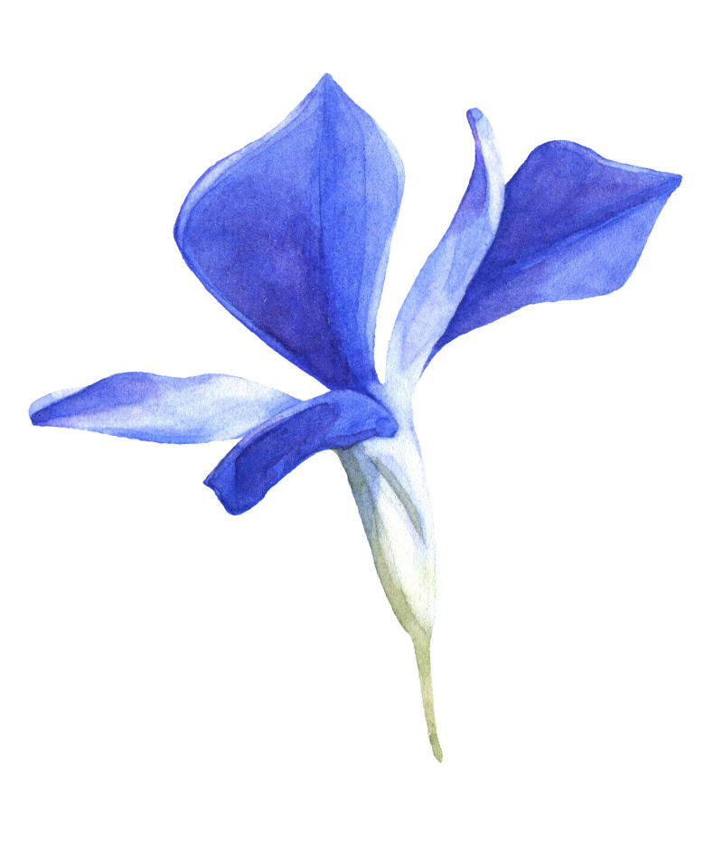 矢量蓝色的花朵手绘设计