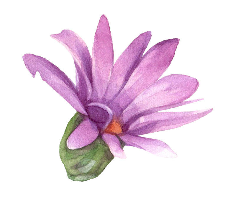 矢量紫色水彩花朵