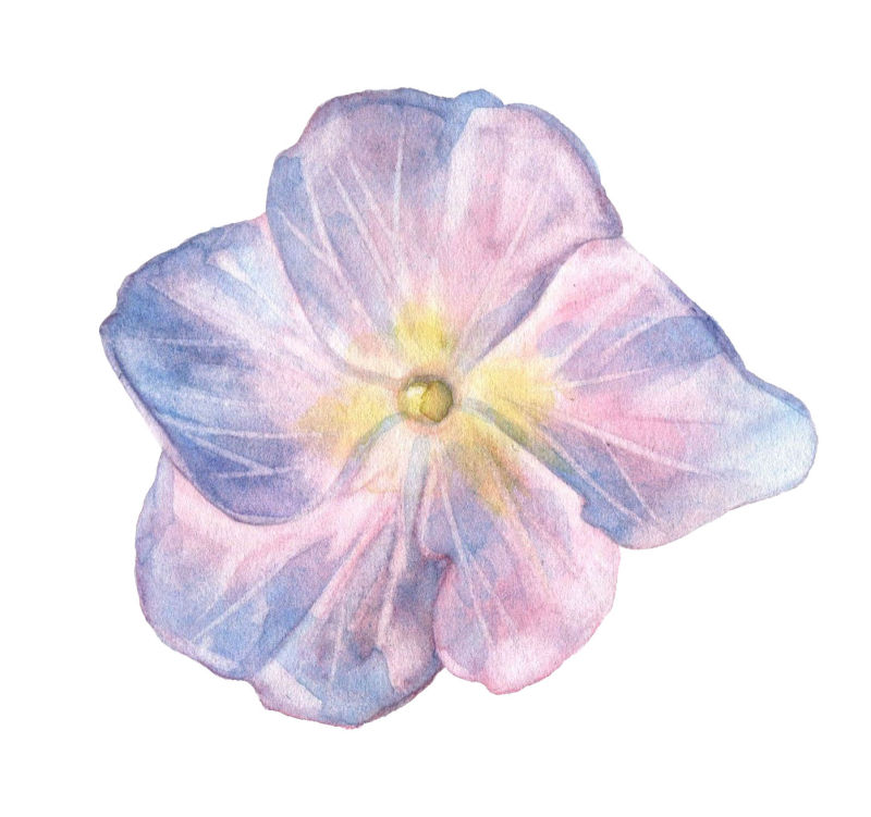 矢量手绘花朵设计