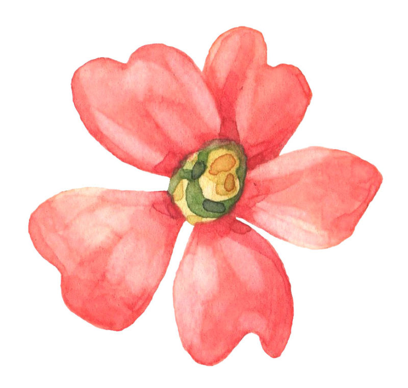 矢量水彩红色花朵