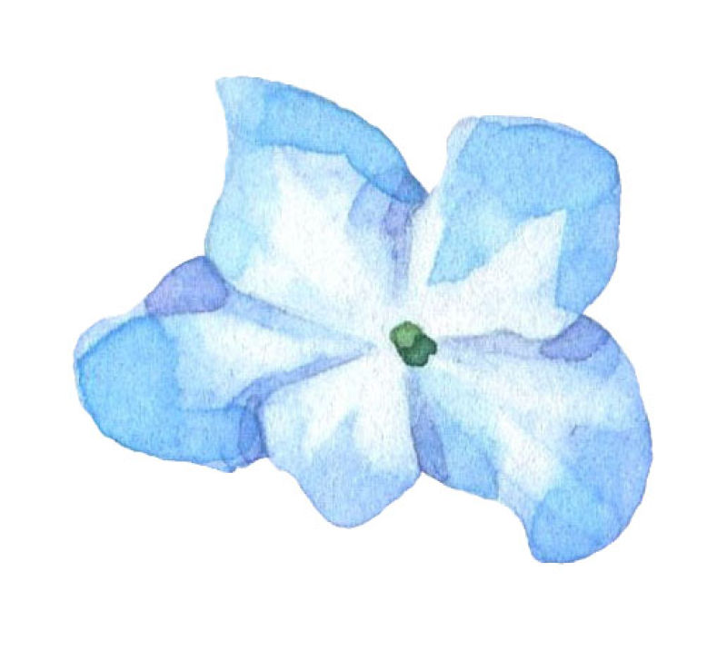 矢量蓝色水彩花朵