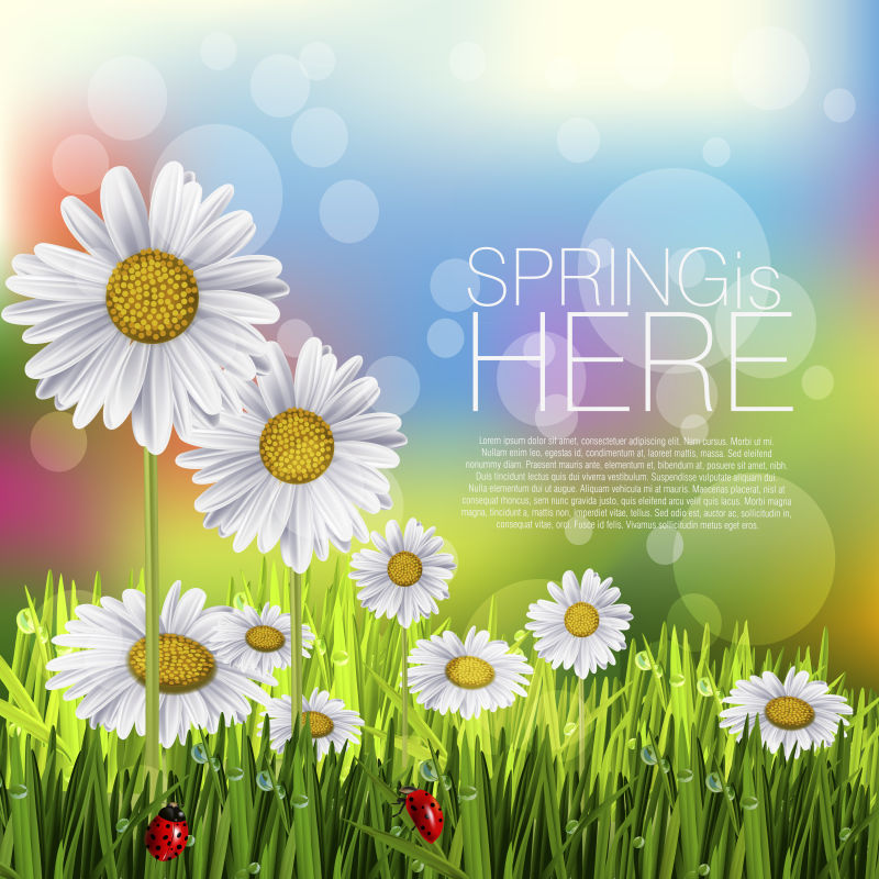 矢量白色花朵春季背景