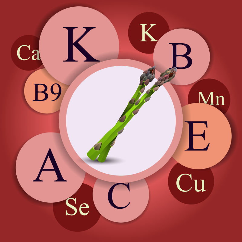 抽象矢量莴笋所含维生素信息插图